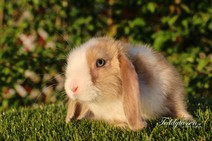 Teddytassens Rubert (satin)