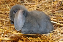 Teddytassens Rumba