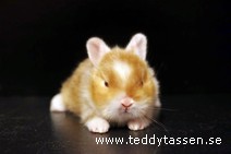 Teddytassens Smultron (satin)