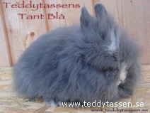 Teddytassens Tant Blå