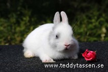 Teddytassens Zebran (st)