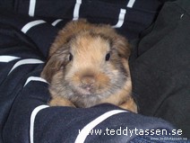 Teddytassens Aborren
