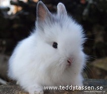Teddytassens Abracadabra