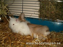 Teddytassens Ada