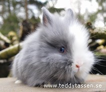 Teddytassens Adam