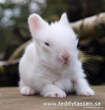 Teddytassens Ajax