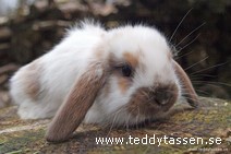 Teddytassens Albatross