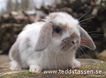 Teddytassens Alf