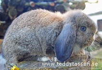 Teddytassens Alfred