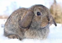 Teddytassens Alice