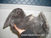 Teddytassens Amadeus