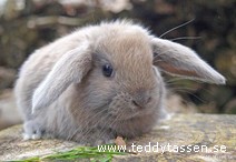 Teddytassens Amanda