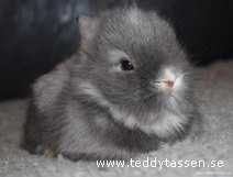 Teddytassens Amy