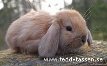 Teddytassens Angela