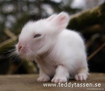 Teddytassens Annie