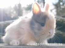 Teddytassens Aprikos
