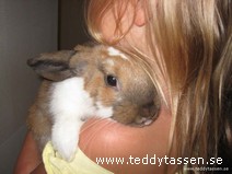 Teddytassens April
