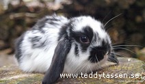 Teddytassens Arrak