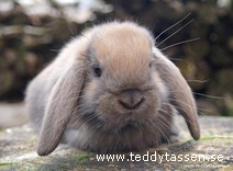 Teddytassens Asta