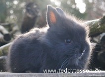 Teddytassens Astrid