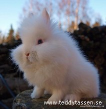 Teddytassens Artax