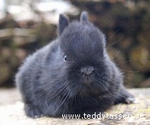 Teddytassens Bagheera