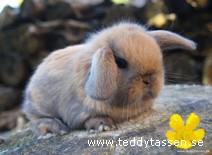 Teddytassens Bailey