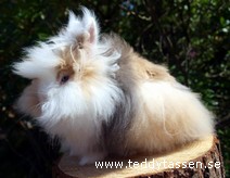 Teddytassens Ballerina