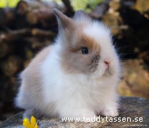 Teddytassens Bamboo