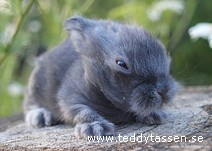 Teddytassens Bamse