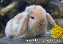 Teddytassens Banana