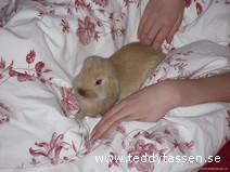 Teddytassens Banane