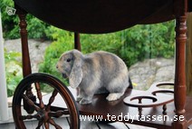 Teddytassens Banjo