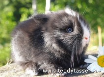 Teddytassens Barbie