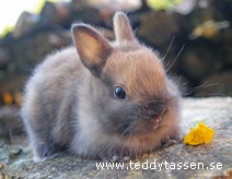 Teddytassens Barbro