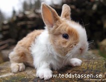 Teddytassens Barkis