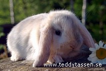 Teddytassens Basilius