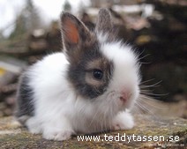 Teddytassens Batistini