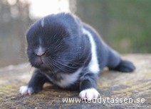 Teddytassens Batman