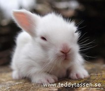 Teddytassens Belladonna