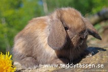 Teddytassens Bellami