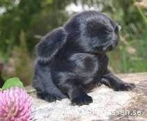 Teddytassens Bellann