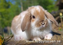 Teddytassens Benji