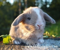 Teddytassens Bennie