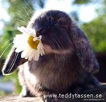 Teddytassens Berra