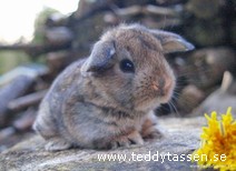 Teddytassens Bert