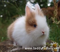 Teddytassens Berta