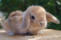 Teddytassens Bertsson