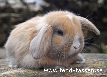 Teddytassens Bettan
