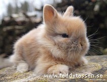 Teddytassens Betty